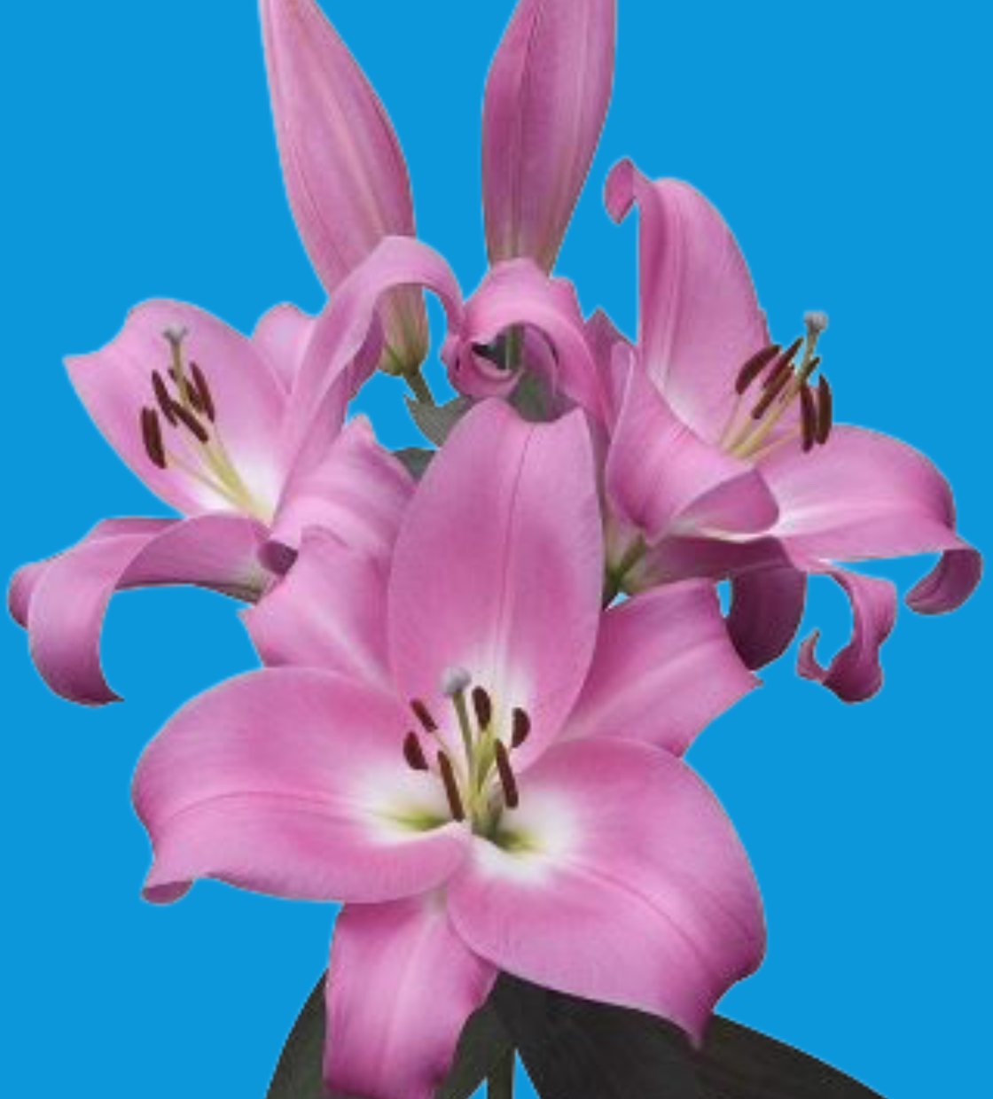 Tabledance ® - Nord Lommerse - Flower Bulb Group | Flower bulbs from ...