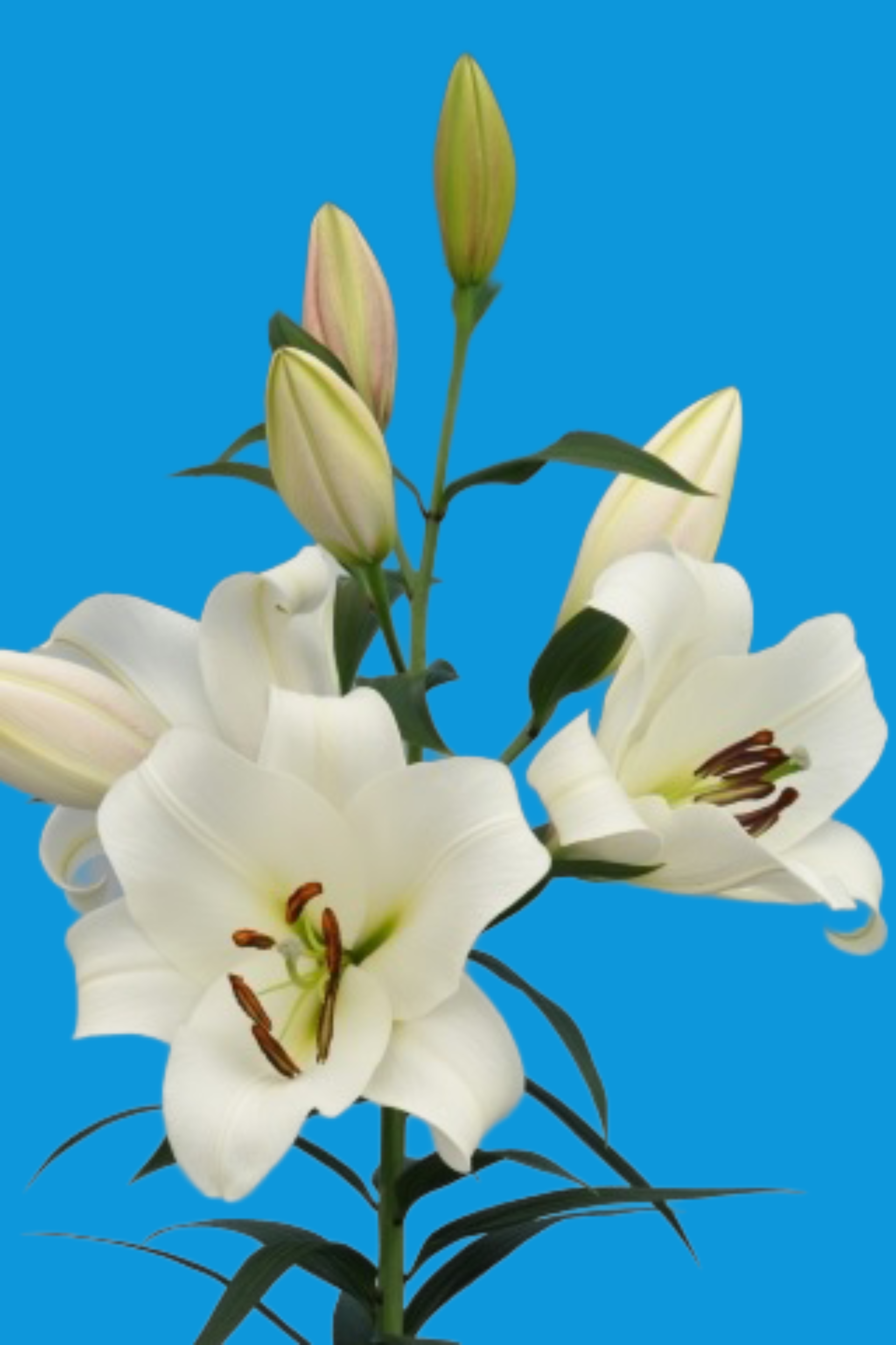 Forever ® - Nord Lommerse - Flower Bulb Group | Flower bulbs from the ...