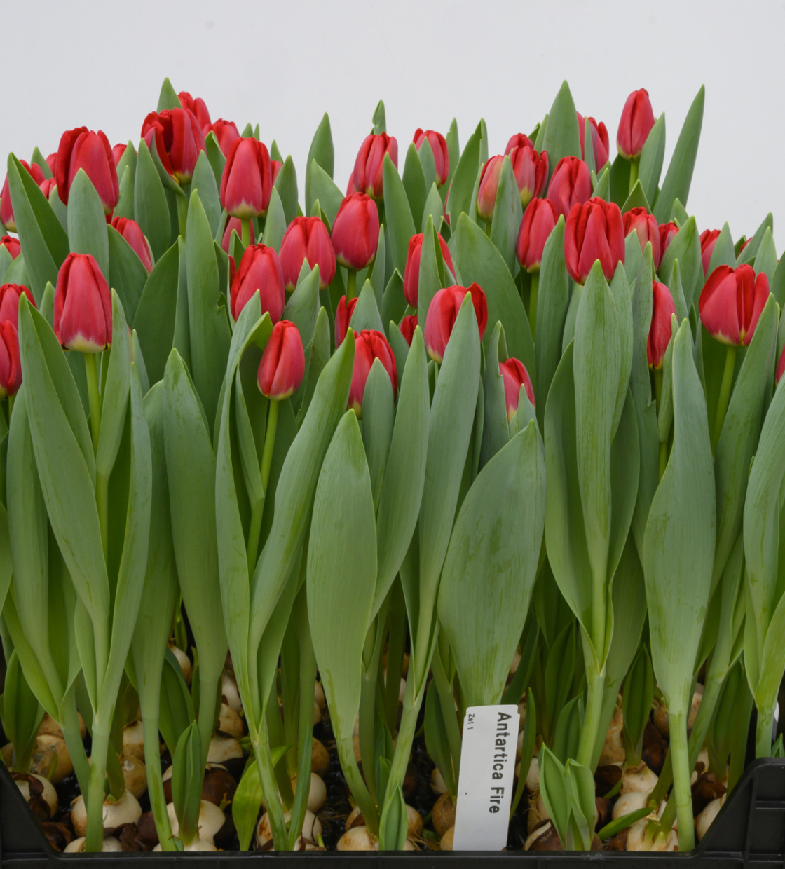 Antarctica Fire ® - Nord Lommerse - Flower Bulb Group | Flower bulbs ...