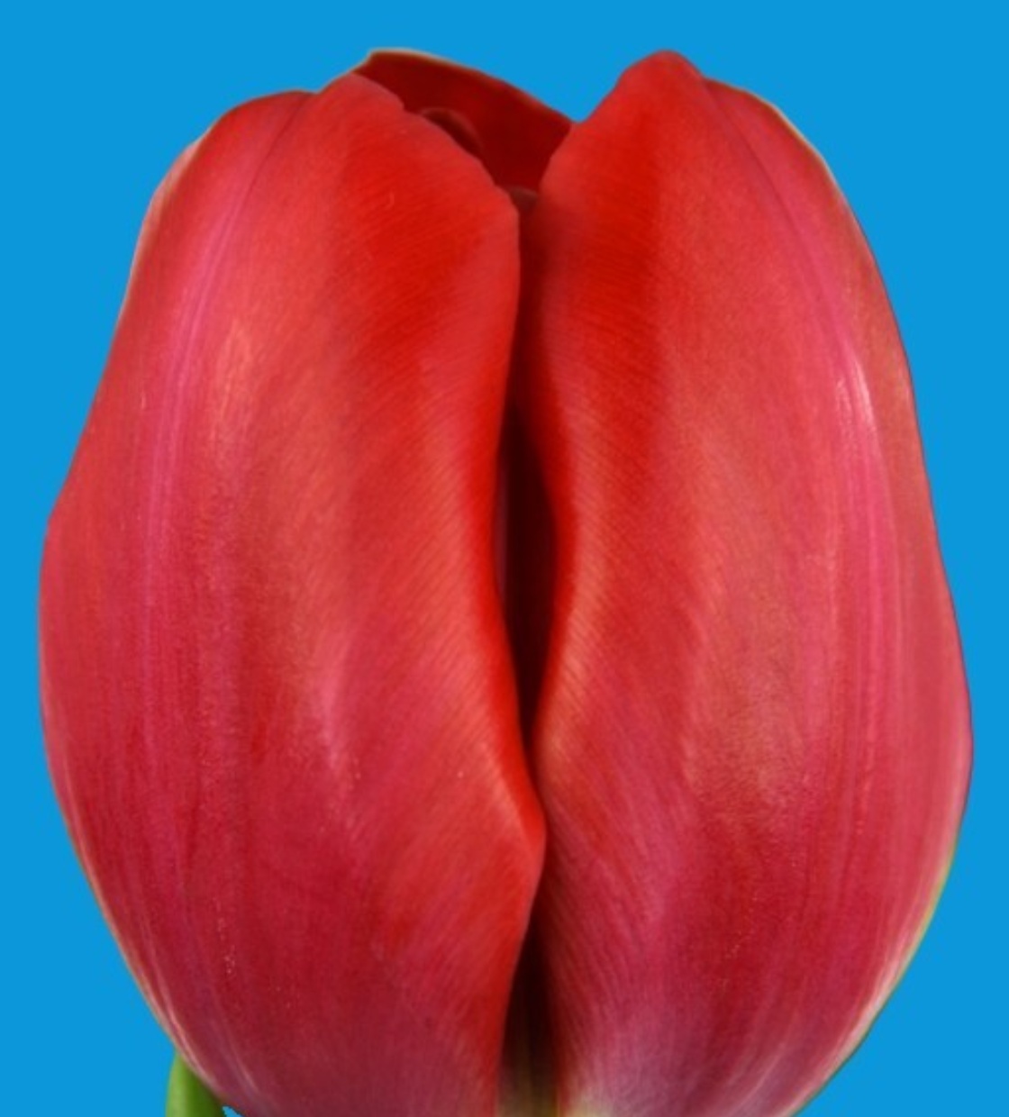 Charming Princess ® - Nord Lommerse - Flower Bulb Group | Flower bulbs ...