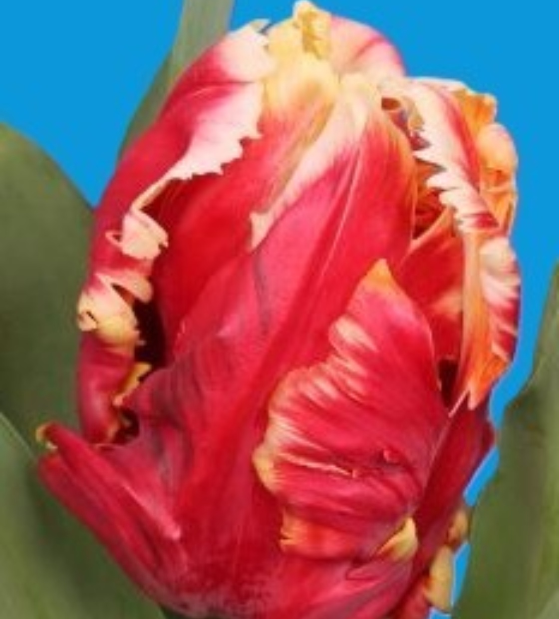 Dee Jay Parrot ® - Nord Lommerse - Flower Bulb Group | Flower bulbs ...