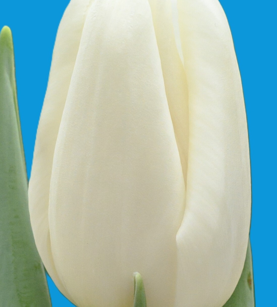 Ice Rif - Nord Lommerse - Flower Bulb Group | Flower bulbs from the ...