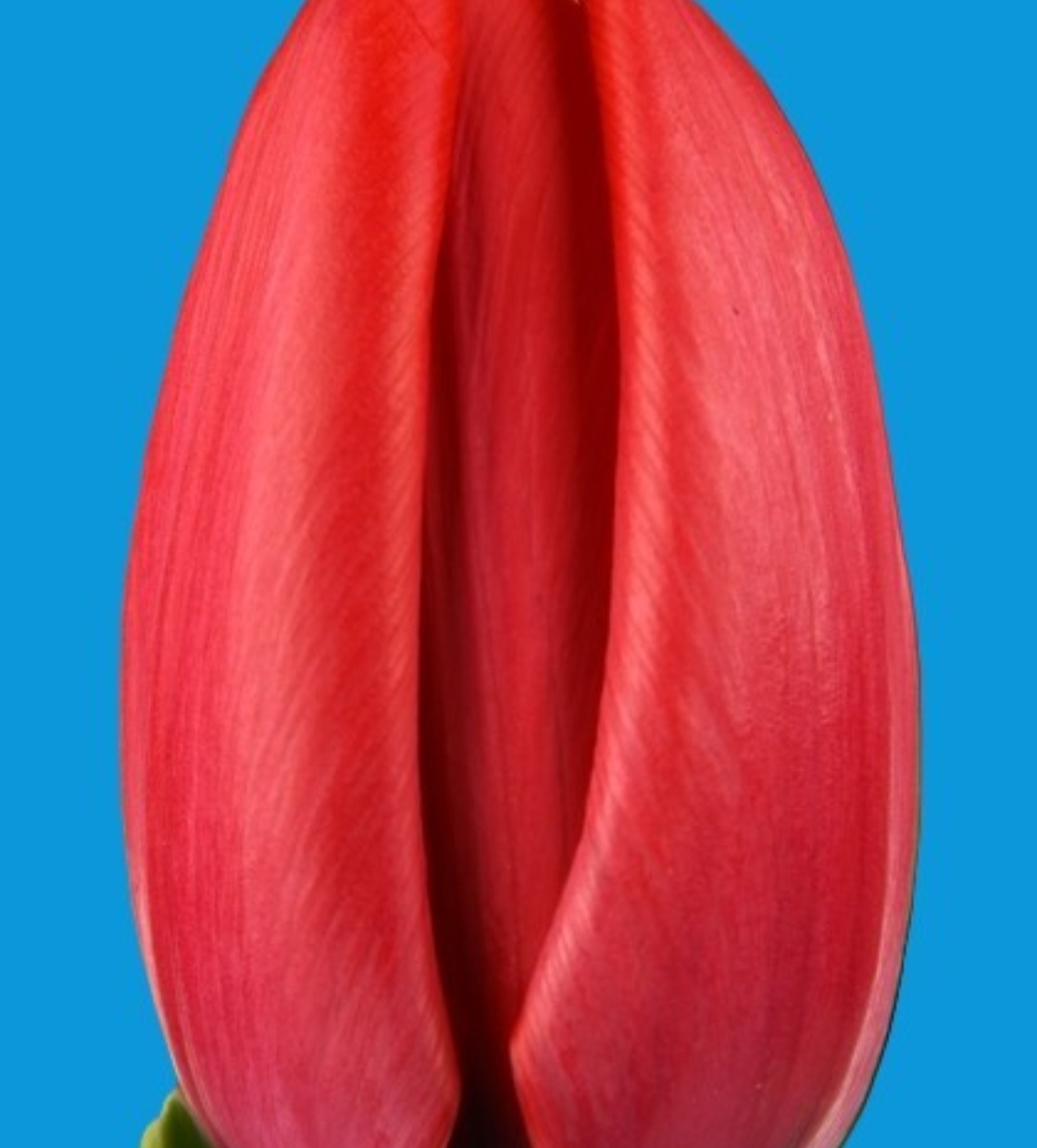 Tulipa Red Ranger Red Ranger® - Nord Lommerse - Flower Bulb Group | Flower bulbs from the ...