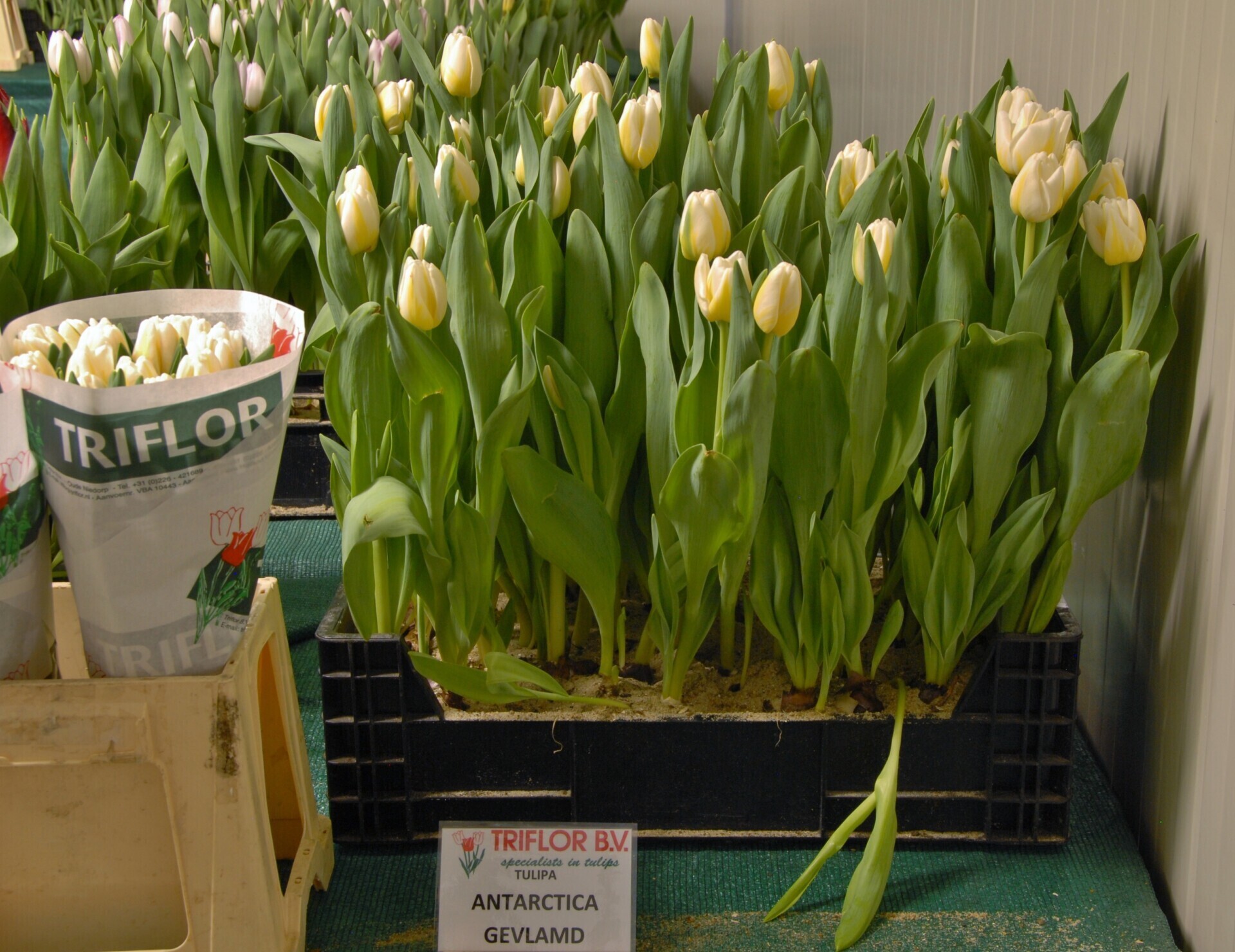 Antarctica Flame ® - Nord Lommerse - Flower Bulb Group | Flower bulbs ...
