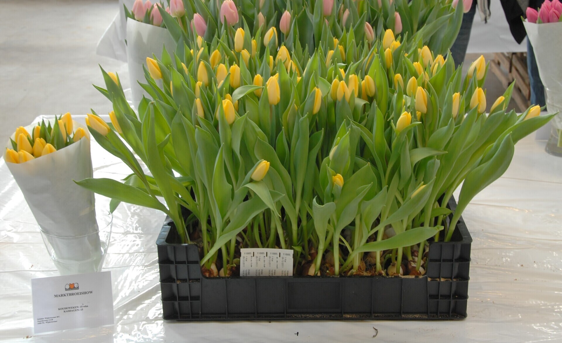 Sunny Prince - Nord Lommerse - Flower Bulb Group | Flower bulbs from ...