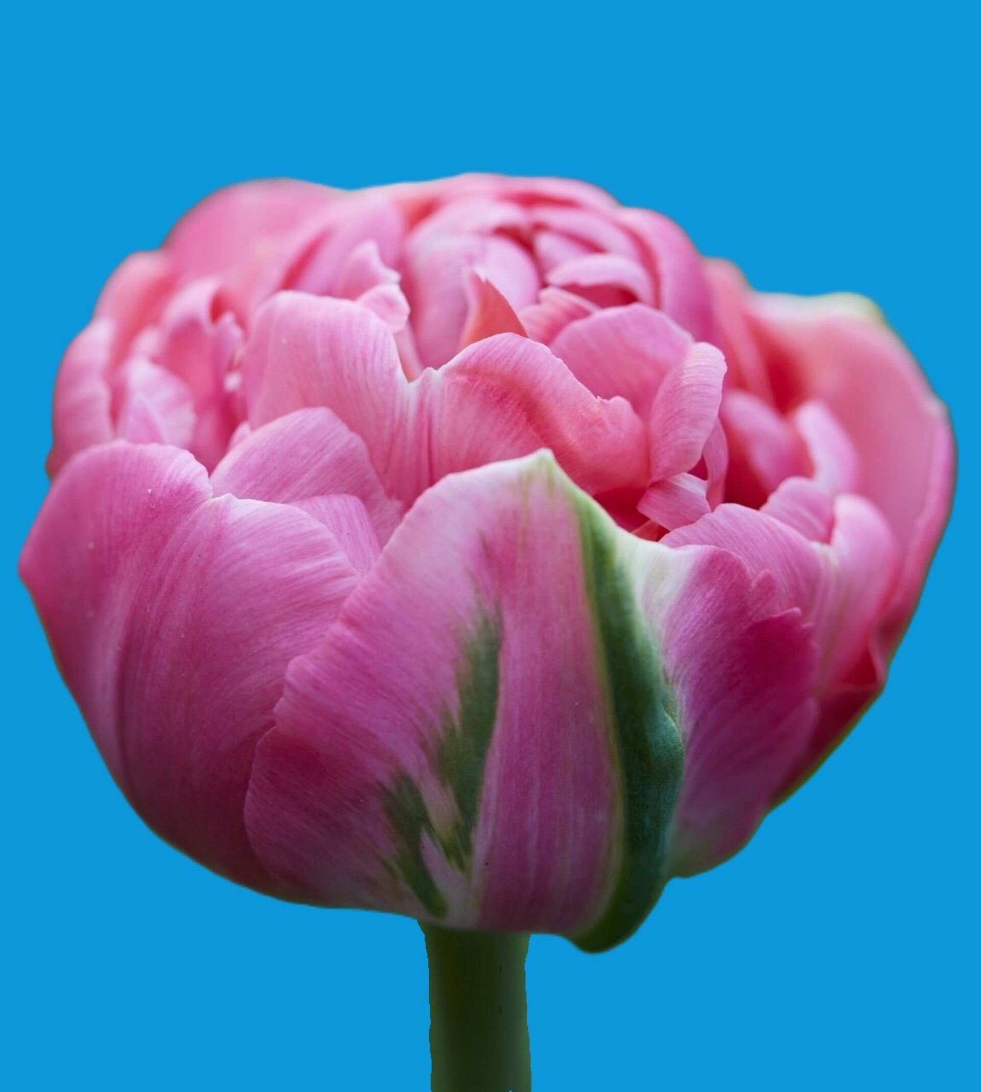 Amazing Grace ® - Nord Lommerse - Flower Bulb Group | Flower bulbs from ...