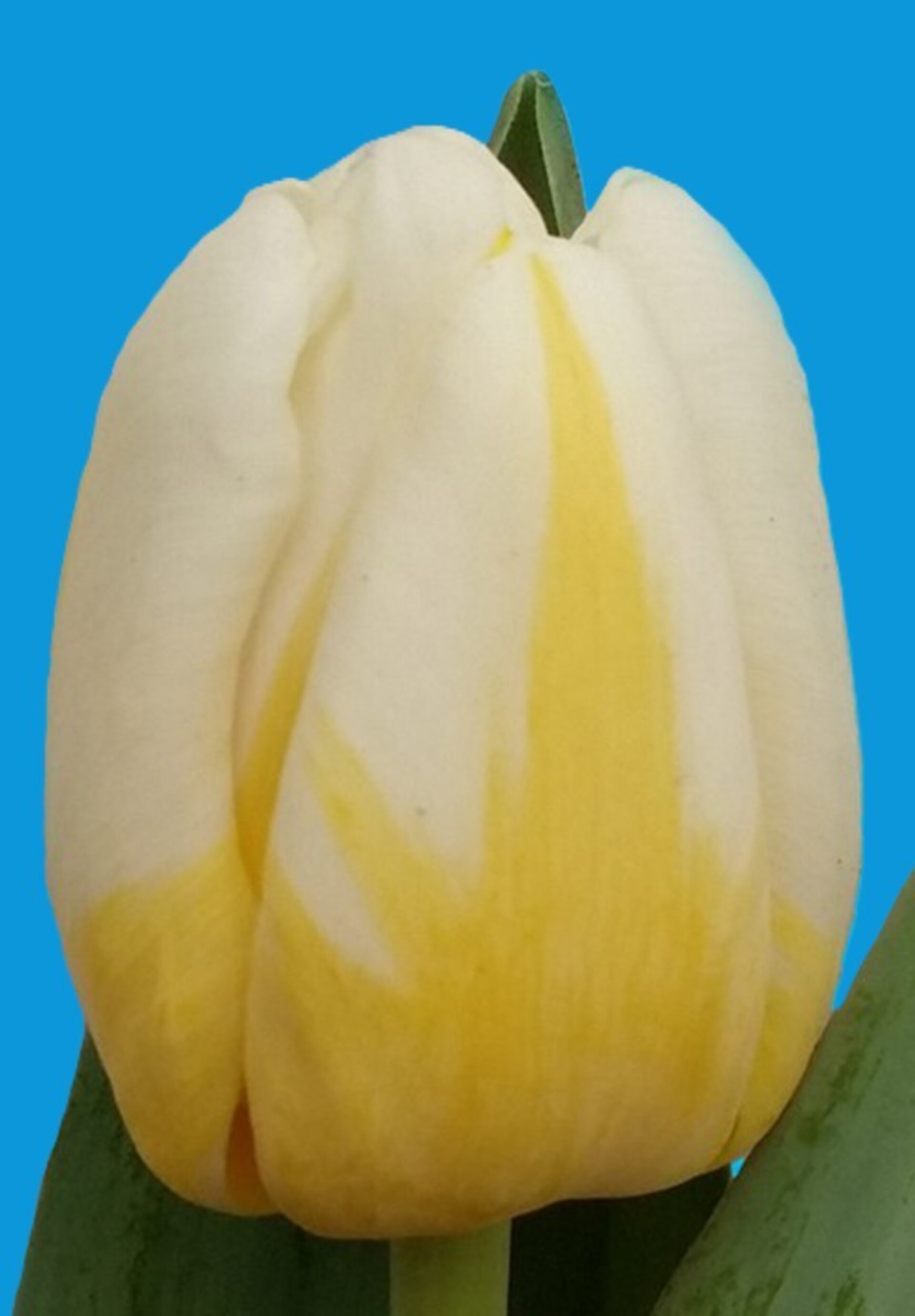 Antarctica Flame ® - Nord Lommerse - Flower Bulb Group | Flower bulbs ...
