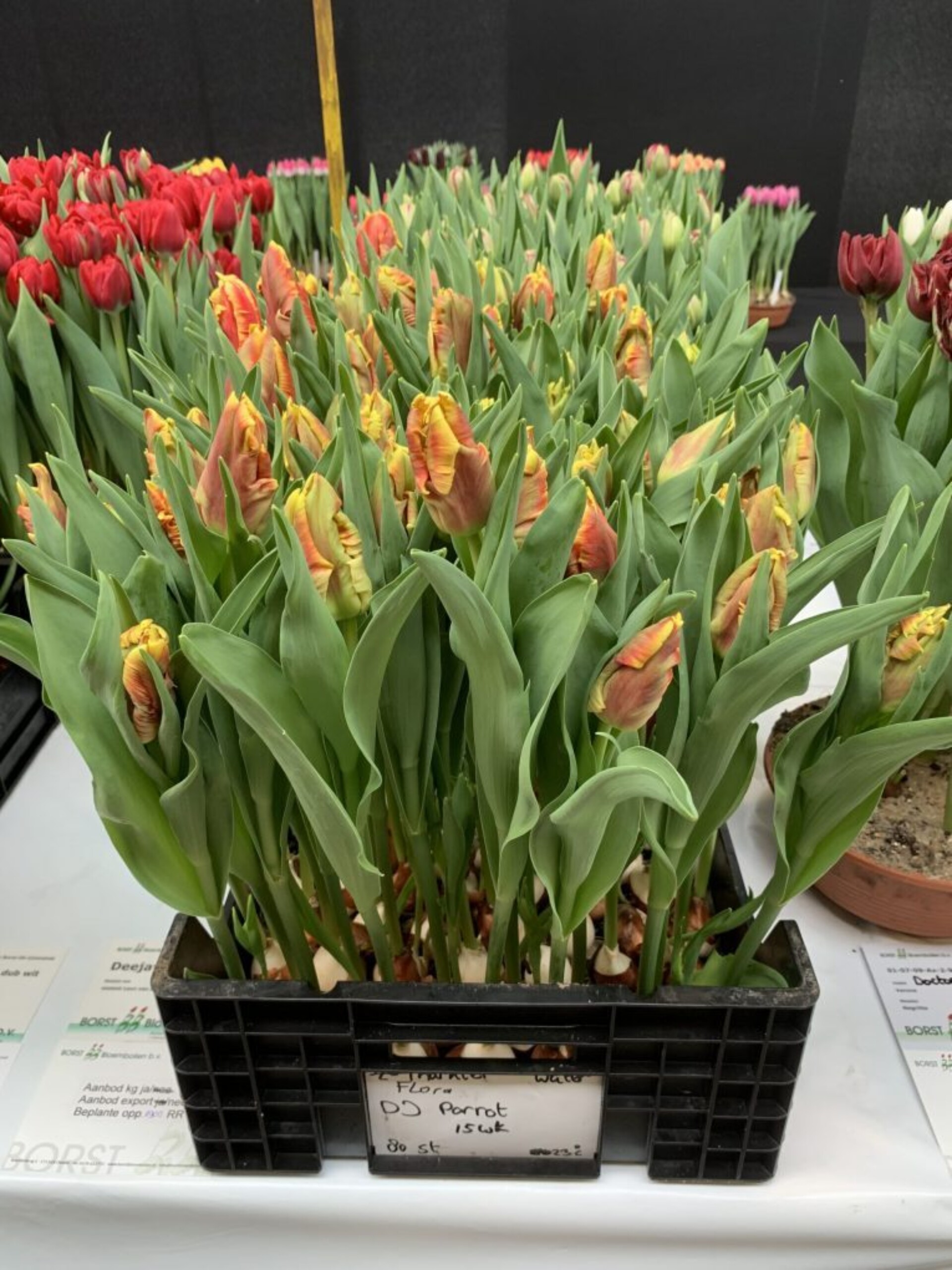 Dee Jay Parrot ® - Nord Lommerse - Flower Bulb Group | Flower bulbs ...