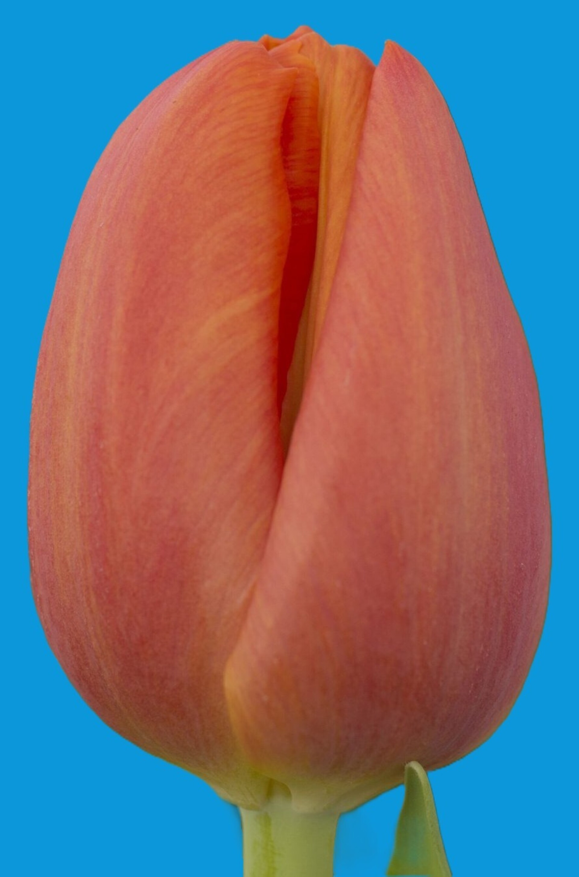 Delta Storm ® - Nord Lommerse - Flower Bulb Group | Flower bulbs from ...