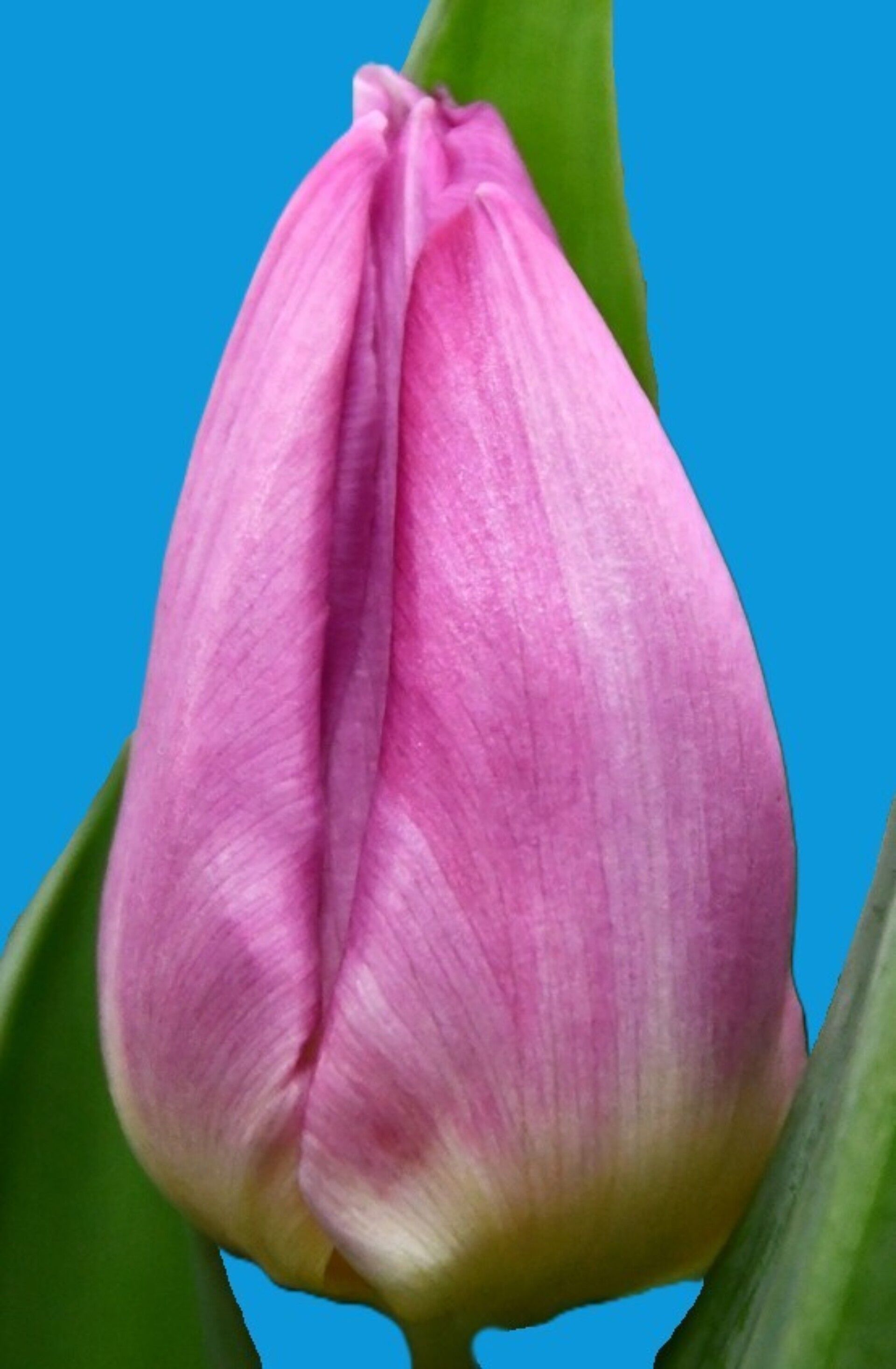 Light Pink Prince - Nord Lommerse - Flower Bulb Group | Flower bulbs ...