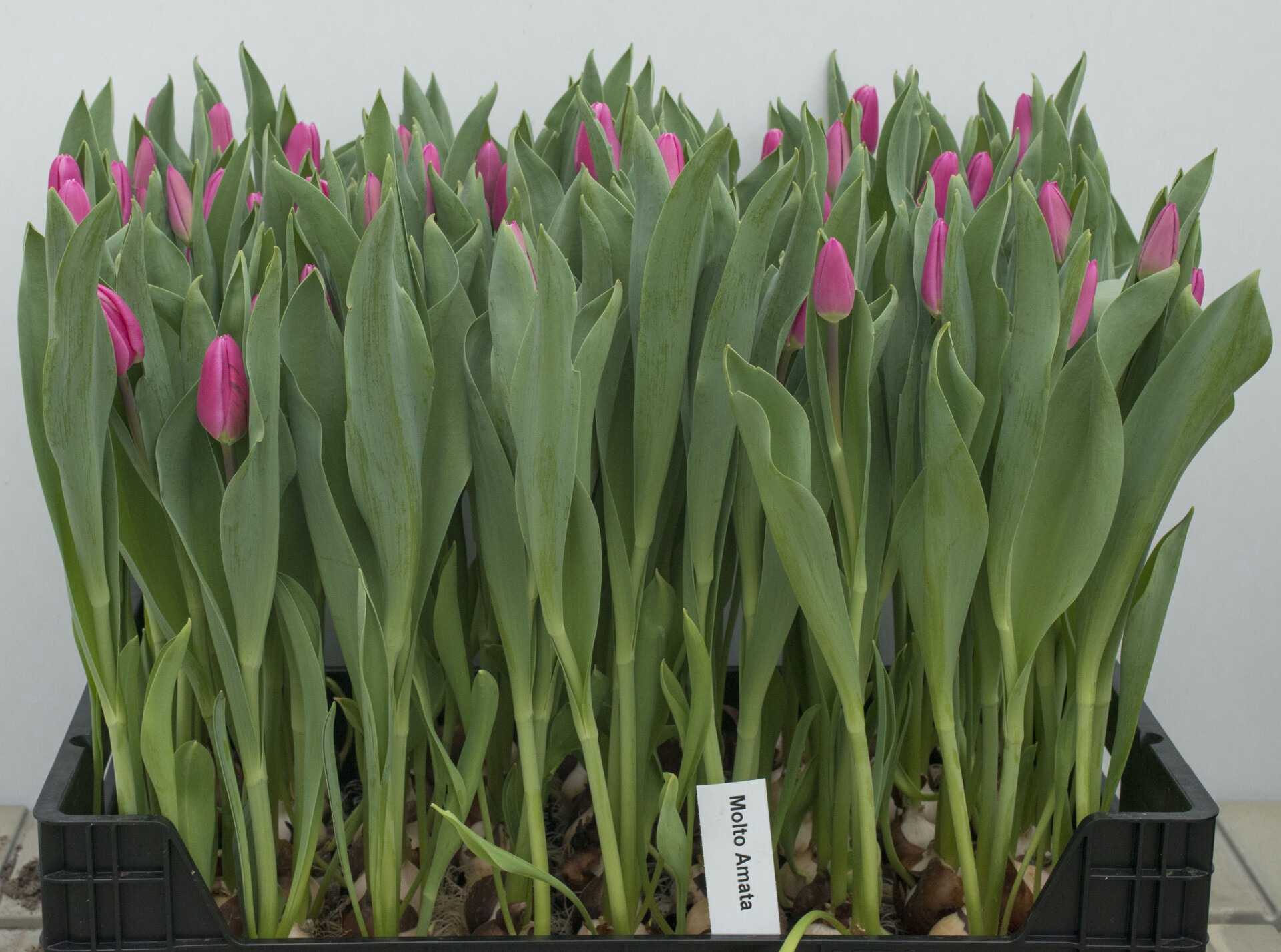 Molto Amata - Nord Lommerse - Flower Bulb Group | Flower bulbs from the ...