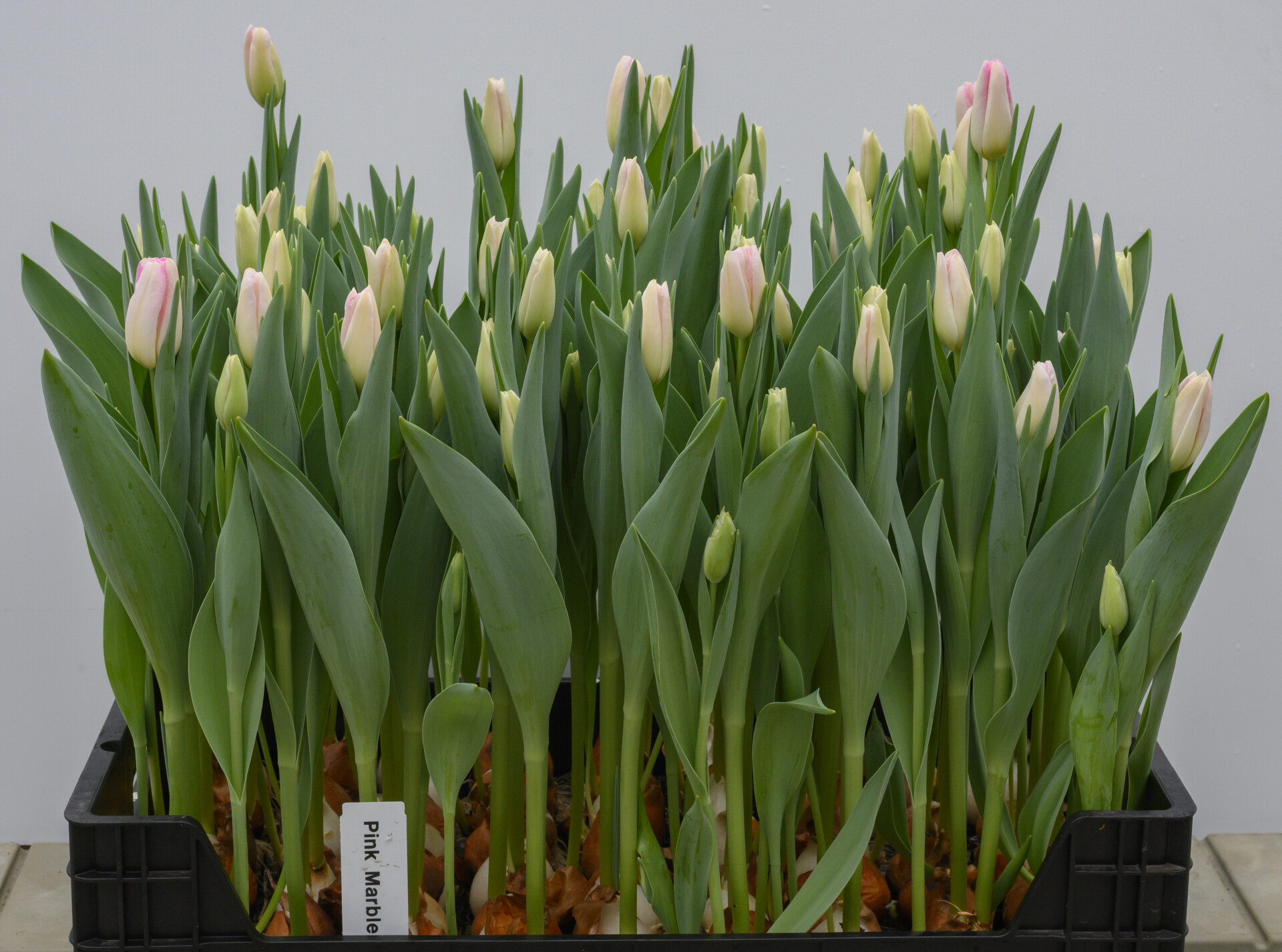 Pink Marble ® - Nord Lommerse - Flower Bulb Group | Flower bulbs from ...