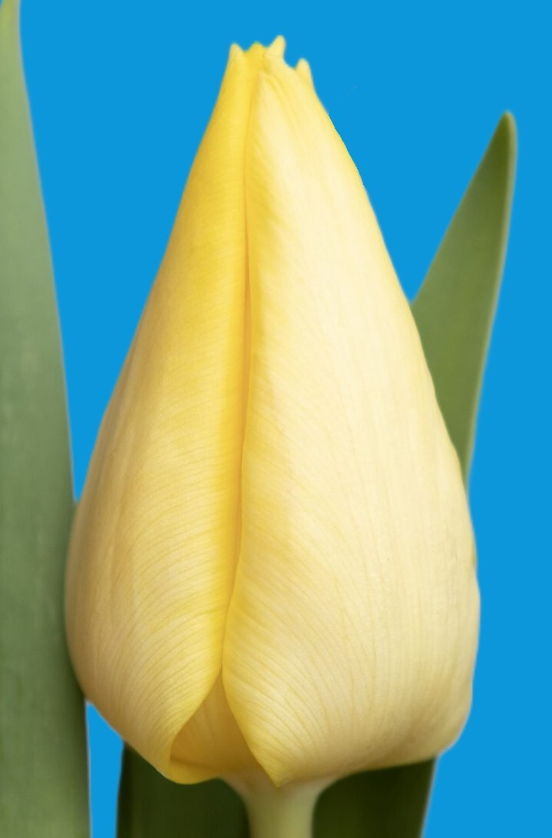 Sunny Prince - Nord Lommerse - Flower Bulb Group | Flower bulbs from ...