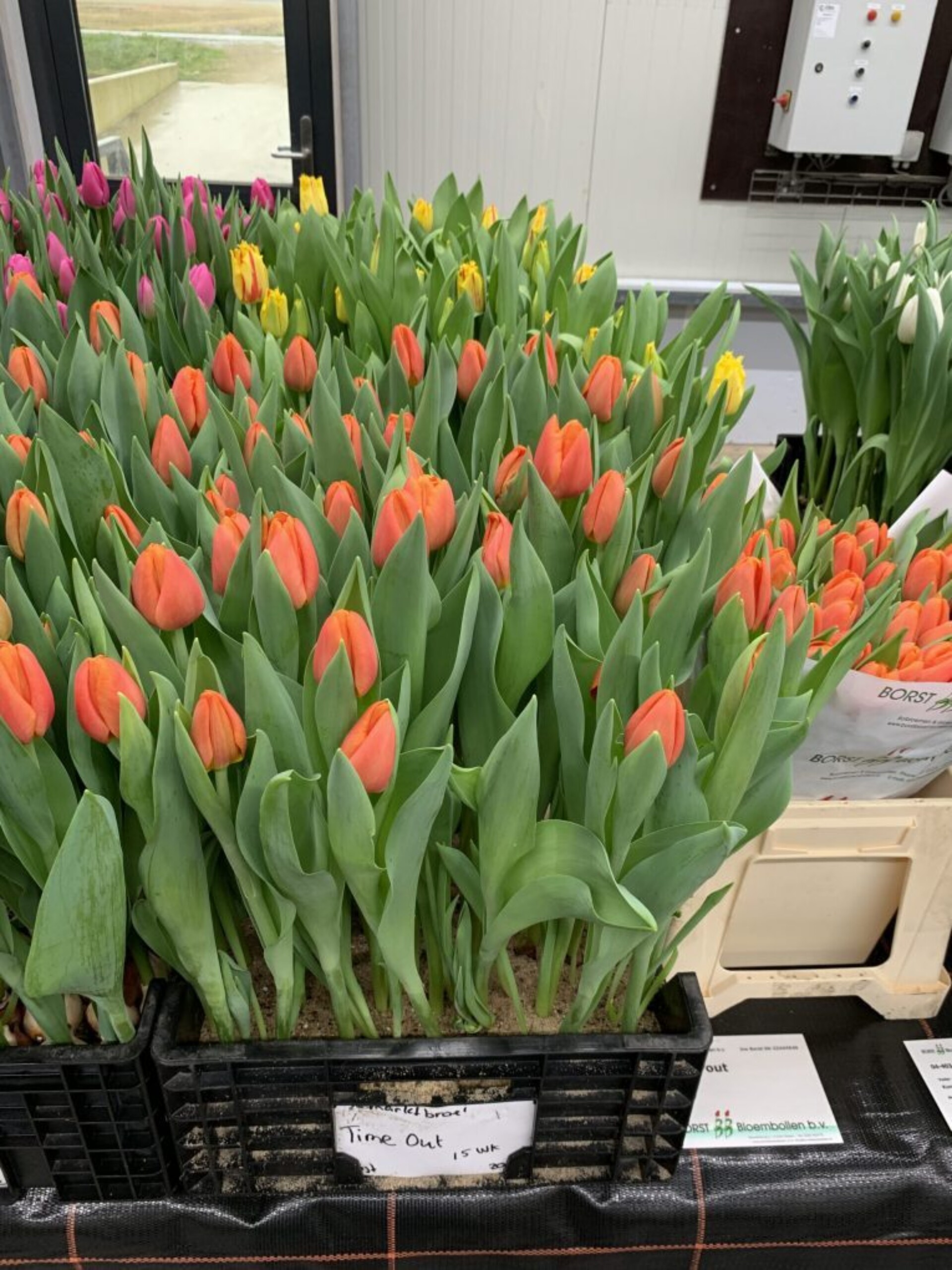 Time Out ® - Nord Lommerse - Flower Bulb Group | Flower bulbs from the ...