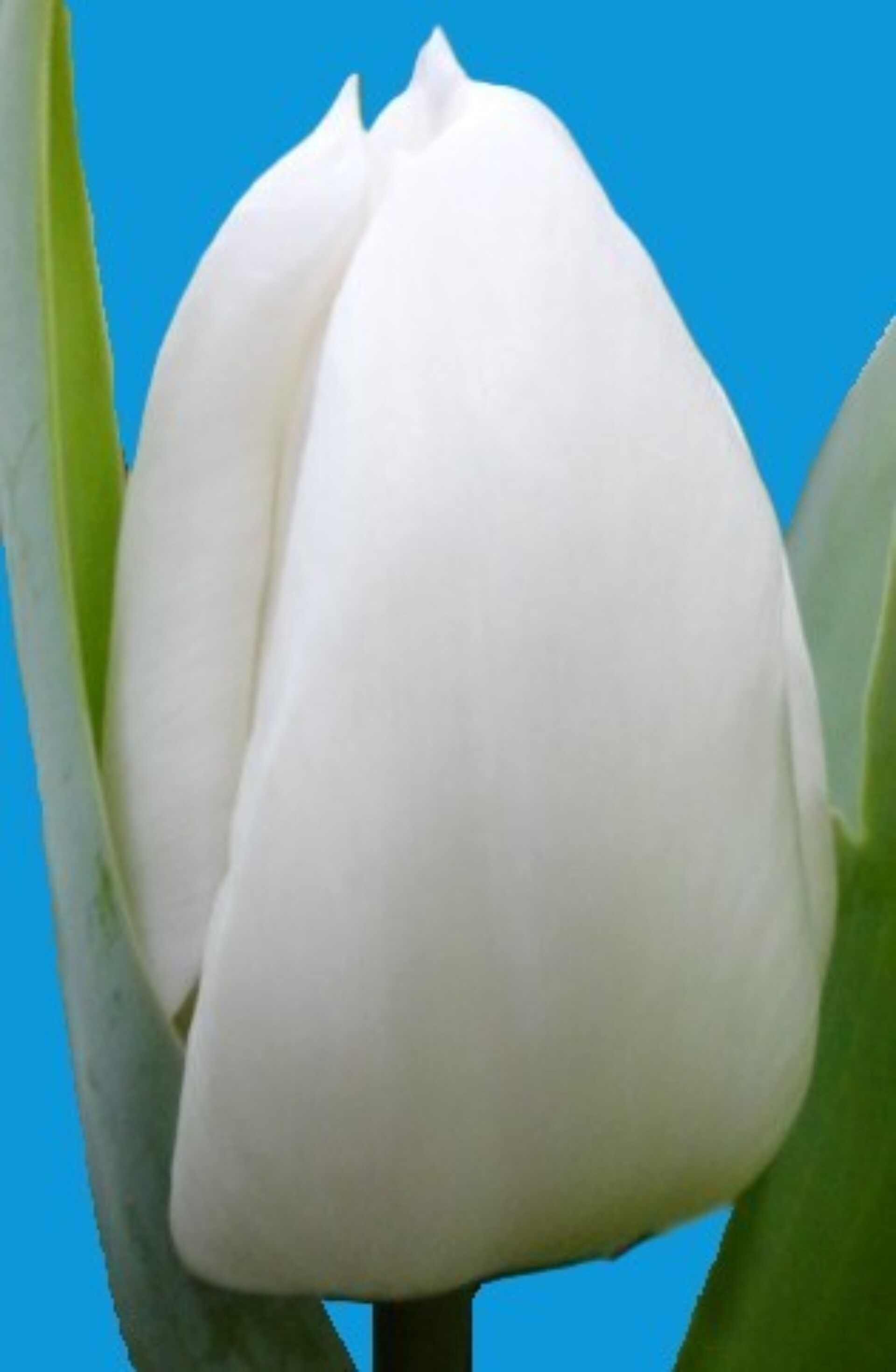 White Marvel - Nord Lommerse - Flower Bulb Group | Flower bulbs from ...