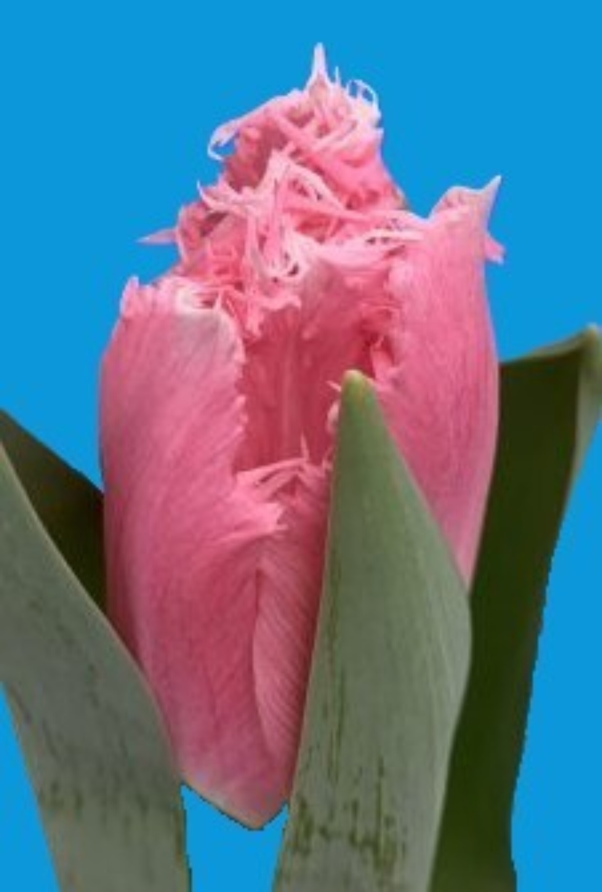Zanzibar ® - Nord Lommerse - Flower Bulb Group | Flower bulbs from the ...