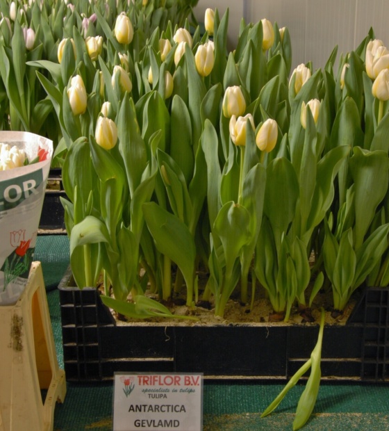 Antarctica Flame ® - Nord Lommerse - Flower Bulb Group | Flower bulbs ...