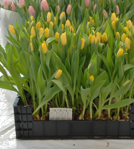 Sunny Prince - Nord Lommerse - Flower Bulb Group | Flower bulbs from ...