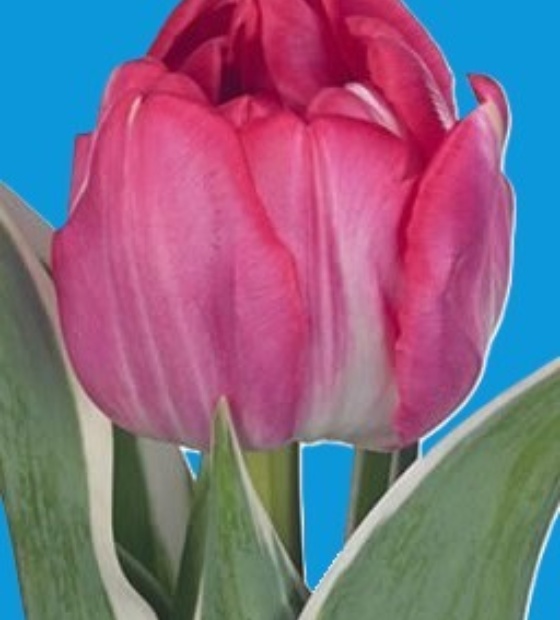 Beth Hart® - Nord Lommerse - Flower Bulb Group | Flower bulbs from the ...