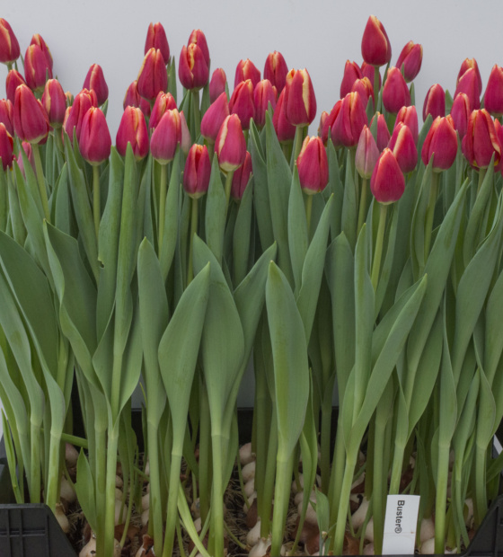 Buster - Nord Lommerse - Flower Bulb Group | Flower bulbs from the ...