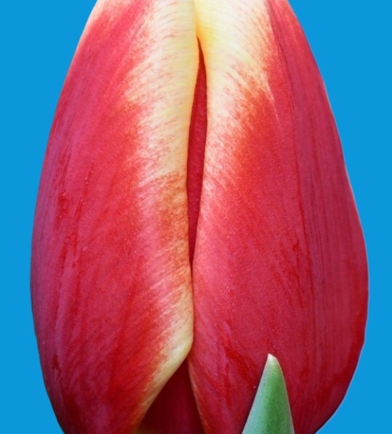 Buster - Nord Lommerse - Flower Bulb Group | Flower bulbs from the ...