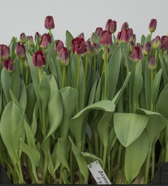 Crispy Reddino ® - Nord Lommerse - Flower Bulb Group | Flower bulbs ...