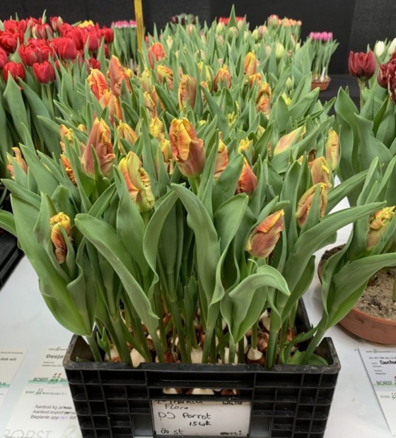 Dee Jay Parrot ® - Nord Lommerse - Flower Bulb Group | Flower bulbs ...