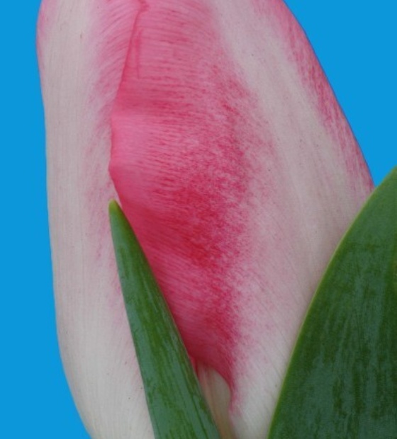 Pink Marble ® - Nord Lommerse - Flower Bulb Group | Flower bulbs from ...
