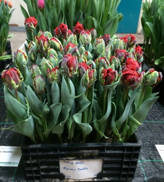 Rococo Double - Nord Lommerse - Flower Bulb Group | Flower bulbs from ...