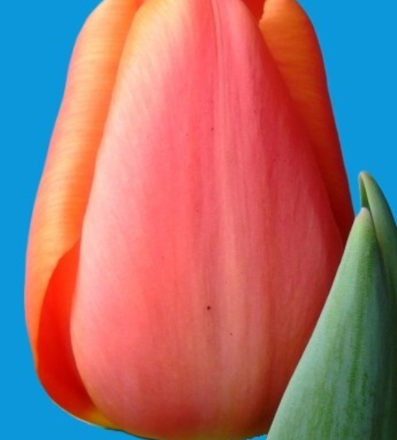 Time Out ® - Nord Lommerse - Flower Bulb Group | Flower bulbs from the ...