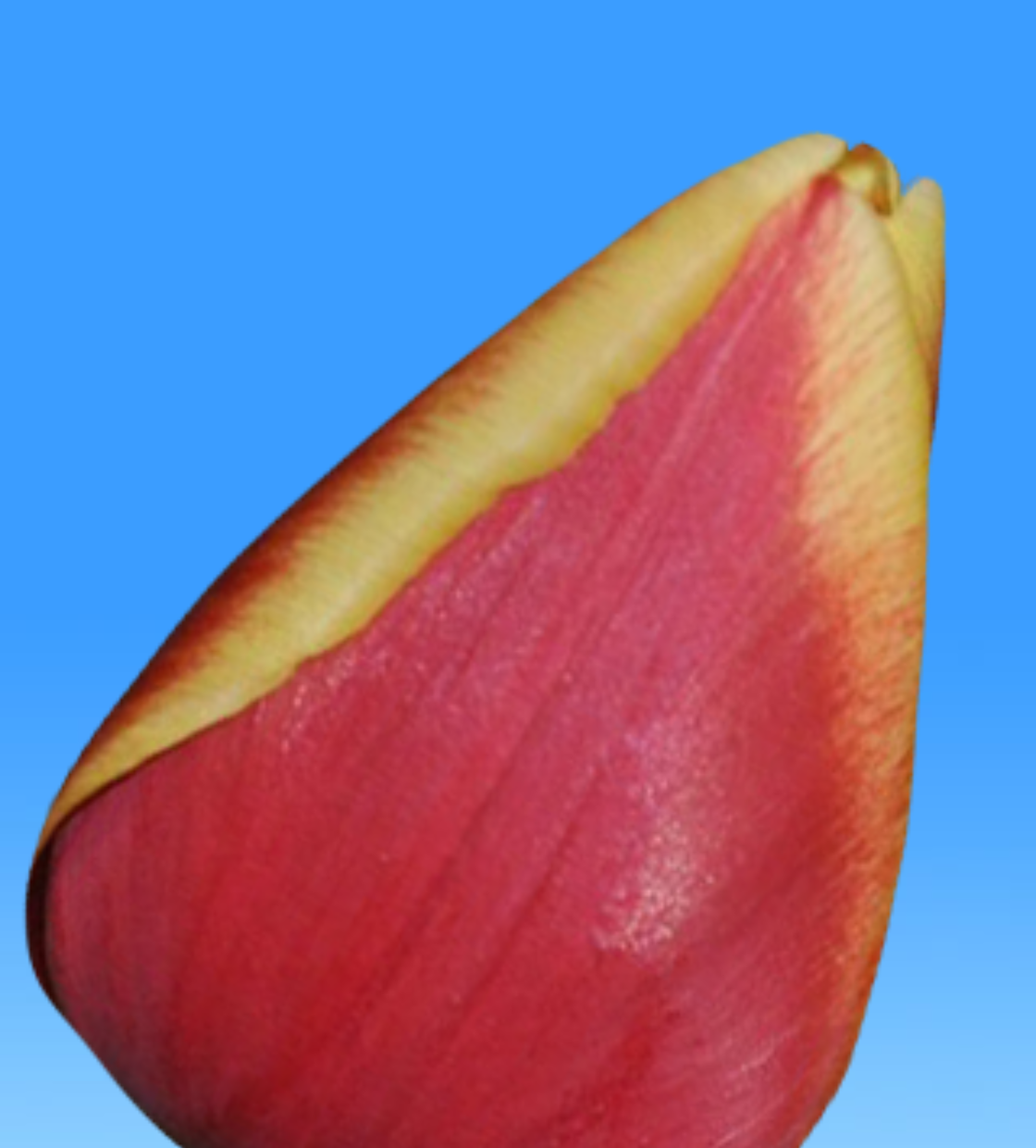 Buster - Nord Lommerse - Flower Bulb Group | Flower bulbs from the ...