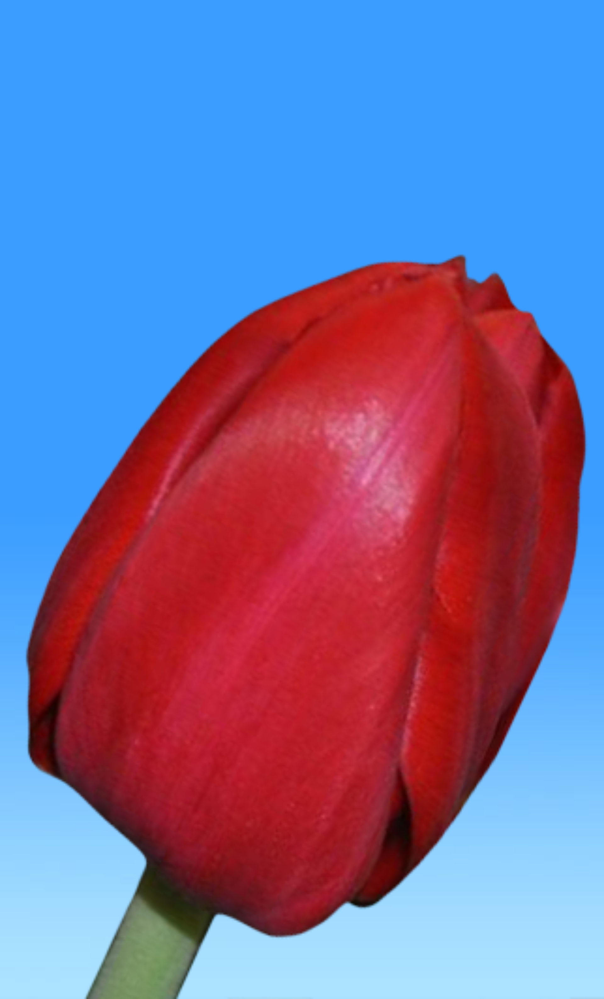 Charming Princess ® - Nord Lommerse - Flower Bulb Group | Flower bulbs ...