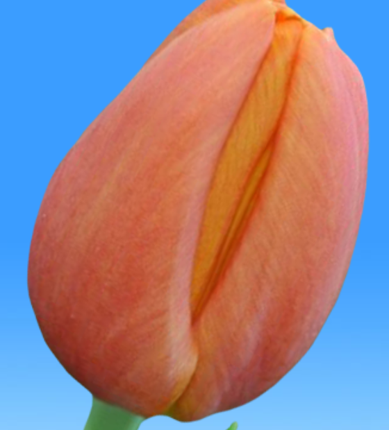 Delta Storm ® - Nord Lommerse - Flower Bulb Group | Flower bulbs from ...