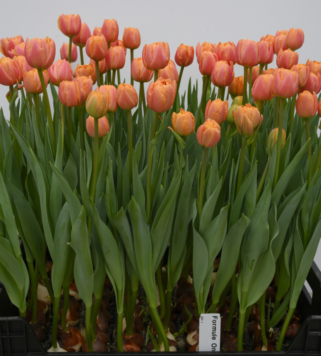 Formule One ® - Nord Lommerse - Flower Bulb Group | Flower bulbs from ...