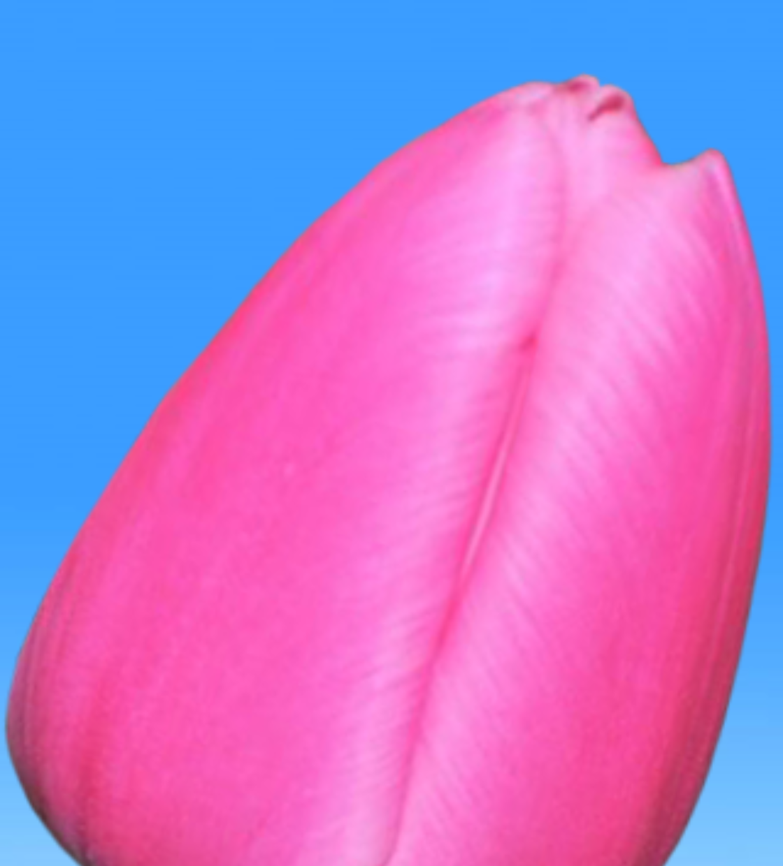 Molto Amata - Nord Lommerse - Flower Bulb Group | Flower bulbs from the ...