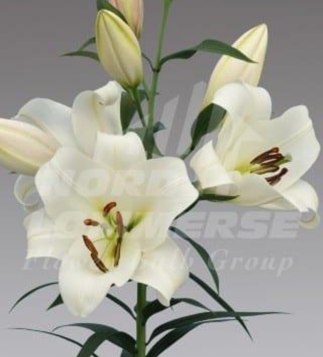 Forever ® - Nord Lommerse - Flower Bulb Group | Flower bulbs from the ...