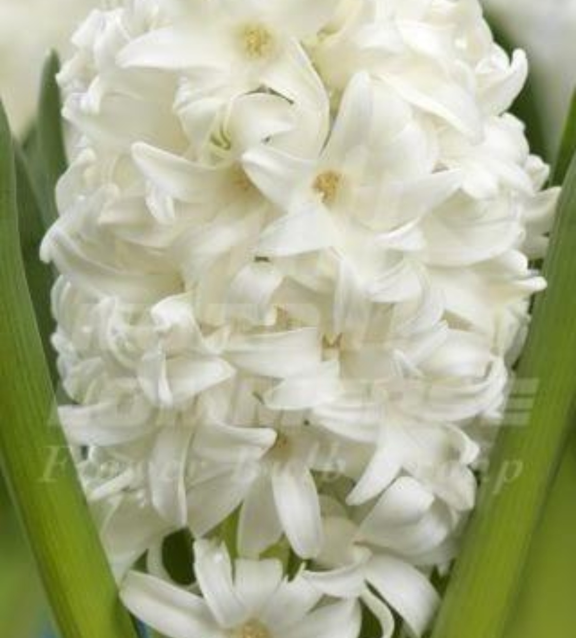Siberia ® - Nord Lommerse - Flower Bulb Group | Flower bulbs from the ...