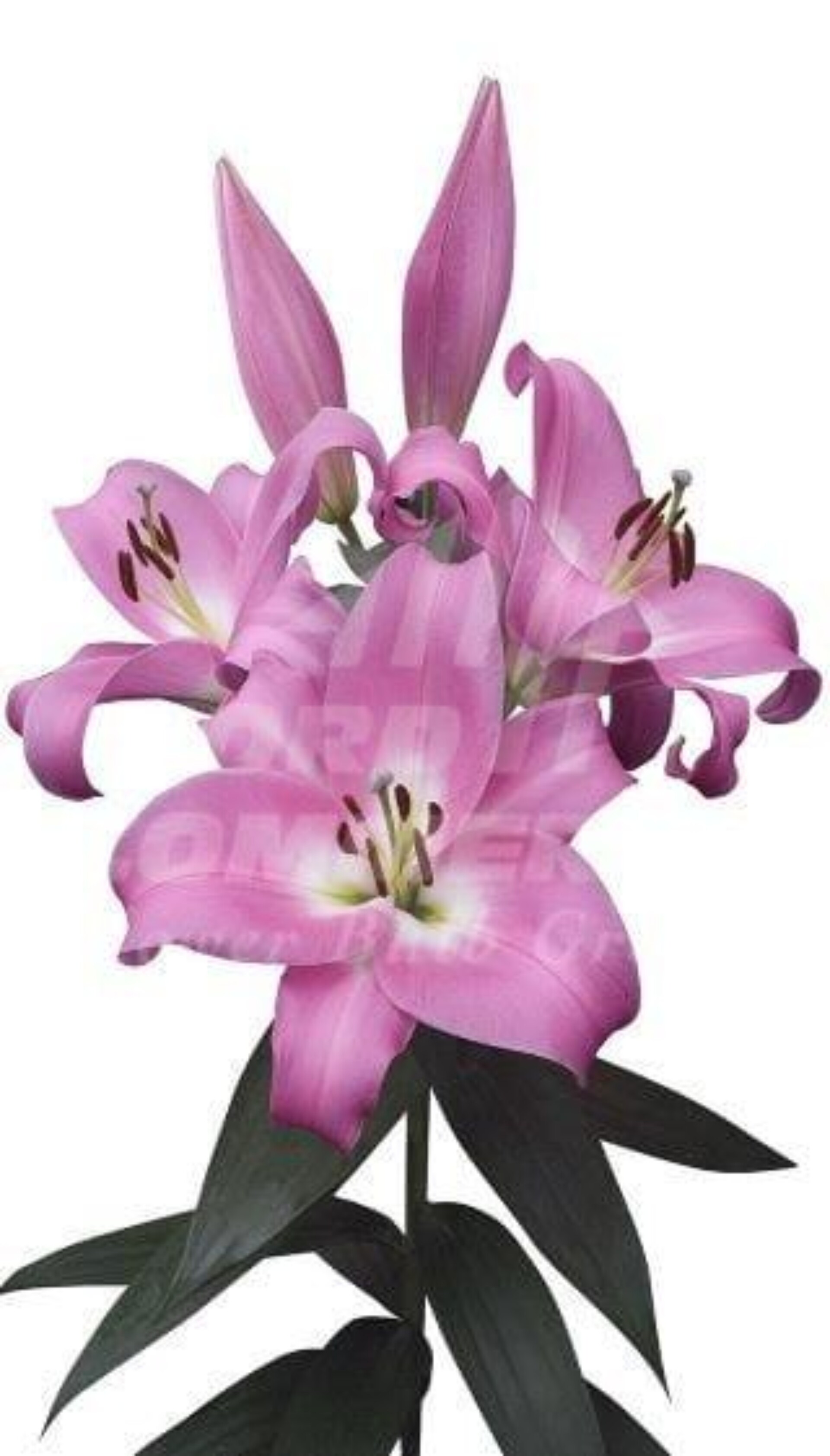 Tabledance ® - Nord Lommerse - Flower Bulb Group | Flower bulbs from ...